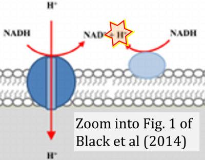 Black 2014 Antimicrob Agents Chemother CORRECTION.png