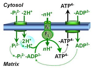 Phosphorylation system.jpg
