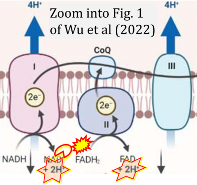 Wu 2022 Neuromolecular Med CORRECTION.png