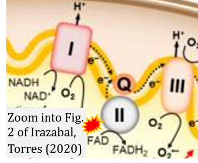 Irazabal 2020 Cells CORRECTION.png