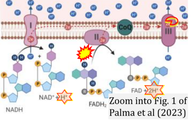 Palma 2023 Oncogene CORRECTION.png