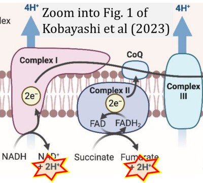 Kobayashi 2023 Int J Mol Sci CORRECTION.png