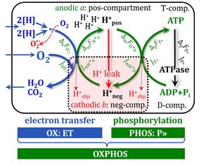 OXPHOS-coupled energy cycles. Source: The Blue Book