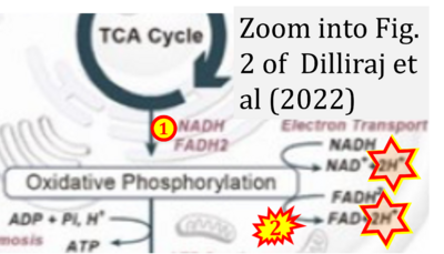 Dilliraj 2022 Nutrients CORRECTION.png