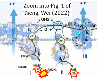 Tseng 2022 Cells CORRECTION.png