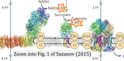 Sazanov 2015 Nat Rev Mol Cell Biol CORRECTION.png