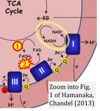 Hamanaka 2013 Cell Logist CORRECTION.png