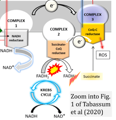 Tabassum 2020 J Biomed Res Environ Sci CORRECTION.png