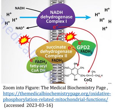FAO-CII Medical Biochemistry Page.jpg