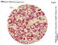 Bioblasts – Richard Altmann 1894 Tafel II.1 Leber von Rana esculenta, Hungerbild, Fixierung mit dem Osmiumgemisch