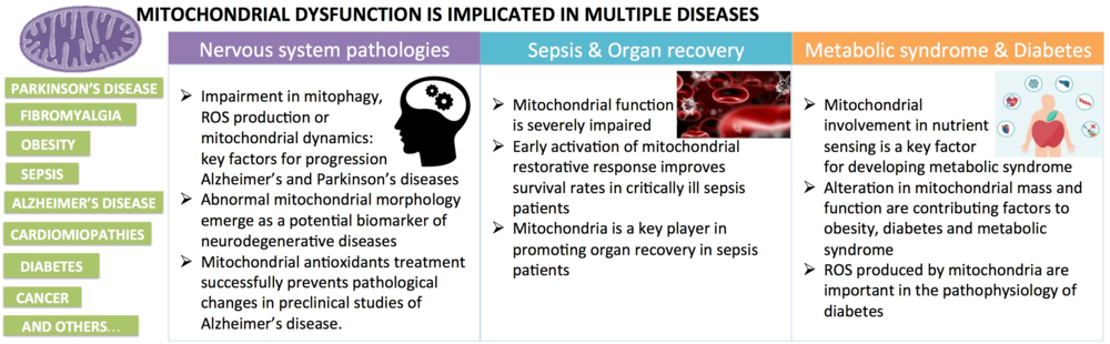Mitochondrial dysfunction implicated in multiple diseases.png