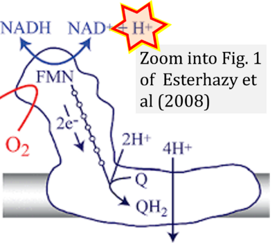 Esterhazy 2008 Biochemistry CORRECTION.png