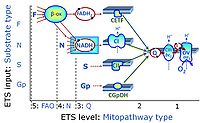 Electron-transfer-pathway states