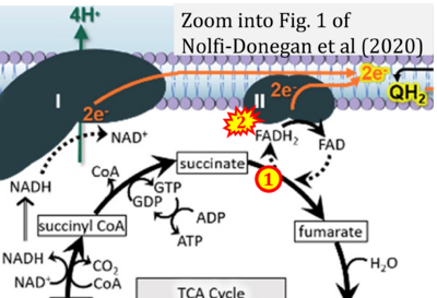 Nolfi-Donegan 2020 Redox Biol CORRECTION.png