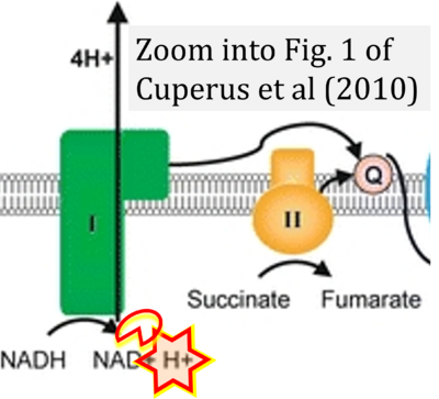 Cuperus 2010 Cell Mol Life Sci CORRECTION.png