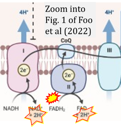 Foo 2022 Trends Microbiol CORRECTION.png