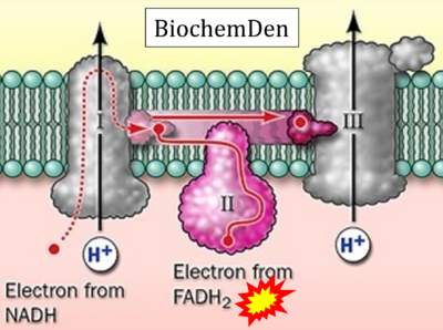 BiochemDen CORRECTION.png