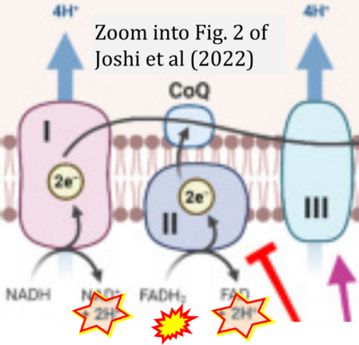 Joshi 2022 Biomolecules CORRECTION.png